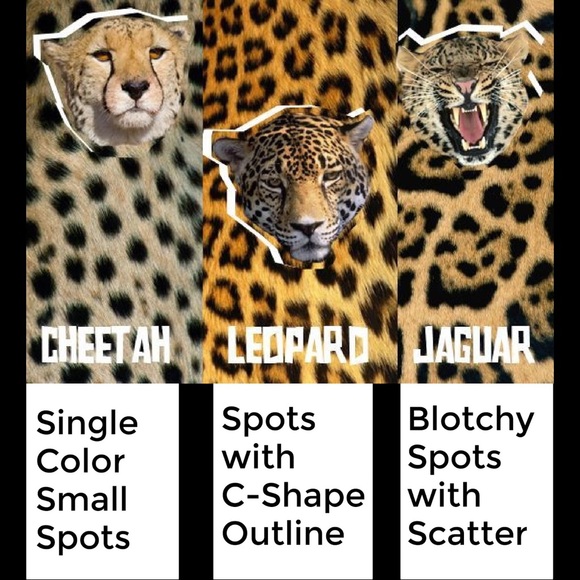 Genuine Leather Upper Leopard Print Studded Pointed Toe Flats - Picture 7 of 7